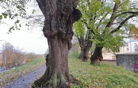 skoone-4
