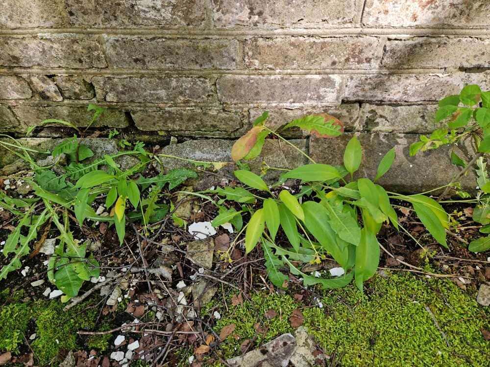 Karulauku pildistas meie rohttaimede inventeerija Kaie Eha
