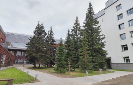 Maarjamõisa trees